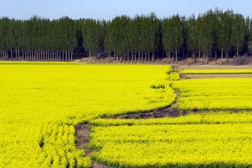 油菜花海，是春天的味道_